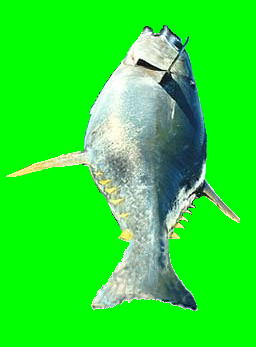 green-screen fish with regenerated tail