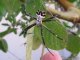 cool_spiders_2017-08-13_7-Argiope_argentata-thumbnail.jpg