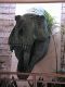 WDW00-17-T-rex_head_1-thumbnail.jpg