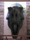 WDW00-18-T-rex_head_2-thumbnail.jpg