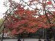 Japan00-049-Kyoto_park_1-thumbnail.jpg