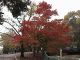 Japan00-050-Kyoto_park_2-thumbnail.jpg