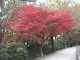 Japan00-052-Kyoto_park_4-thumbnail.jpg