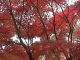 Japan00-053-Kyoto_park_5-thumbnail.jpg