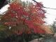 Japan00-055-Kyoto_park_7-thumbnail.jpg