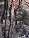 Japan00-057-Kyoto_forest_1-thumbnail.jpg