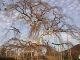 Japan00-101-odd_tree_outside_of_Yasaka_shrine-thumbnail.jpg