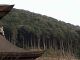 Japan00-118-clear-cut_hillside-thumbnail.jpg