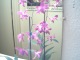 Aiptek01-1-otherworldly_flowers-thumbnail.jpg