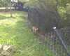 JacksonvilleZoo_0383-post-6039975279003-thumbnail.jpg