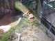 SBZoo2012-02-lions-2-thumbnail.jpg