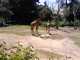 SBZoo2012-08-giraffes-1-thumbnail.jpg