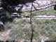 SBZoo2012-13-snow_leopard-M650-1-thumbnail.jpg
