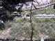 SBZoo2012-14-snow_leopard-M650-2-thumbnail.jpg