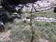 SBZoo2012-16-snow_leopard-M650-4-thumbnail.jpg