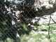 SBZoo2012-18-snow_leopard-iPhone-3-thumbnail.jpg
