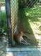 OCZoo2012-02-mountain_lion_2-thumbnail.jpg