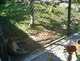 OCZoo2012-05-mountain_lion_5-thumbnail.jpg