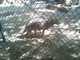 OCZoo2012-13-coyote_2-thumbnail.jpg