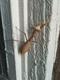 doorway_mantis-2-thumbnail.jpg