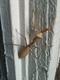 doorway_mantis-3-thumbnail.jpg