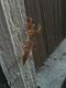 doorway_mantis-6-thumbnail.jpg