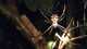 cool_spiders_2017-08-12_2-Argiope_argentata-thumbnail.jpg