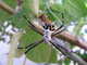 cool_spiders_2017-08-13_6-Argiope_argentata-thumbnail.jpg
