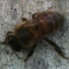 parasitized honey bee walking in circles on sidewalk